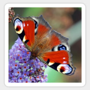 Peacock Butterfly Sticker